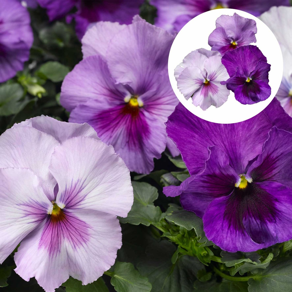 [667S1160V] Viola P9 Grootbloemig Lavender shades