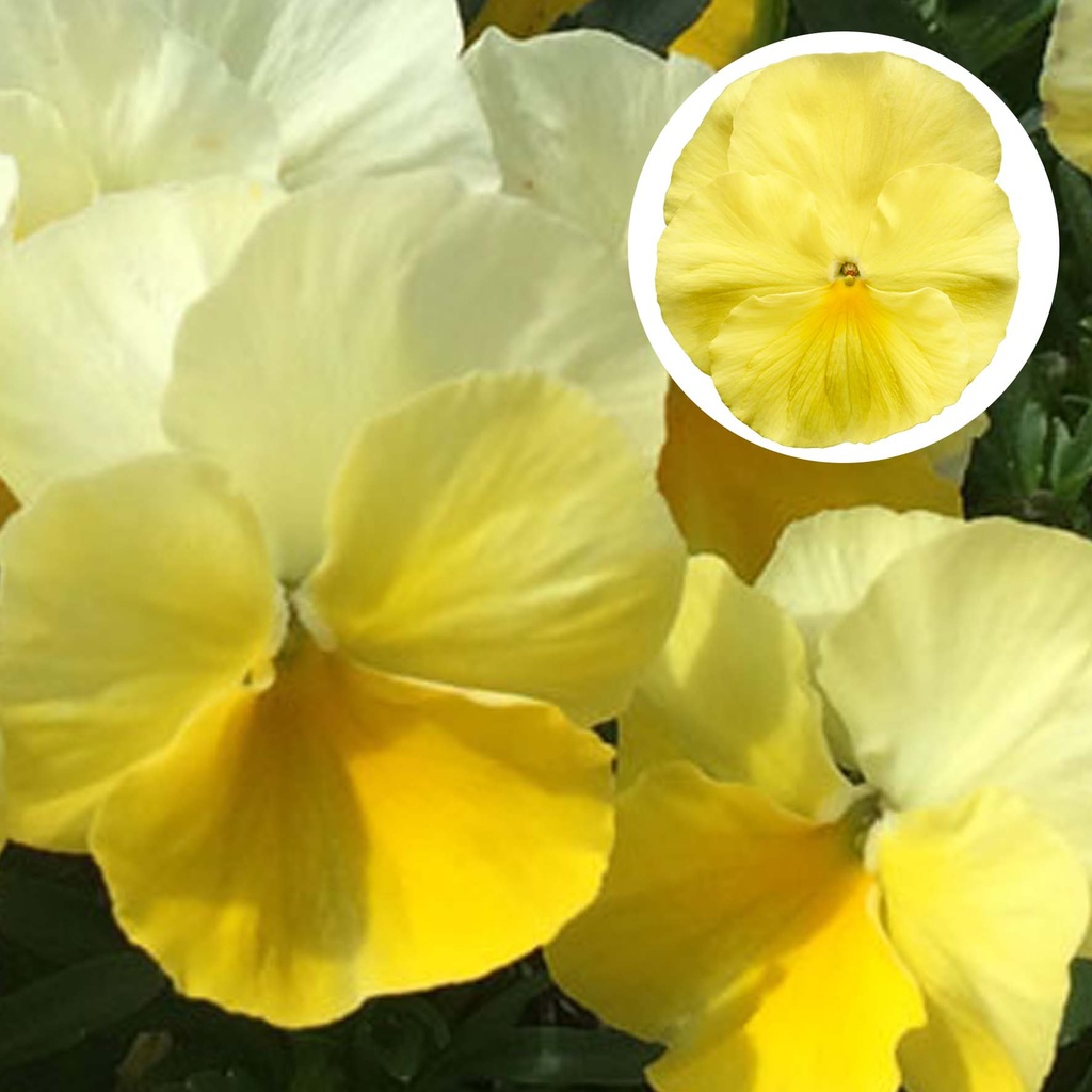 [667S1506V] Viola P9 Grootbloemig Lemon