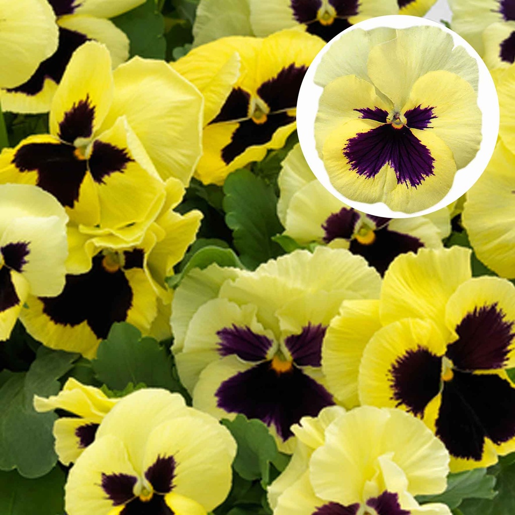 [667S2857V] Viola P9 Grootbloemig Lemon blotch