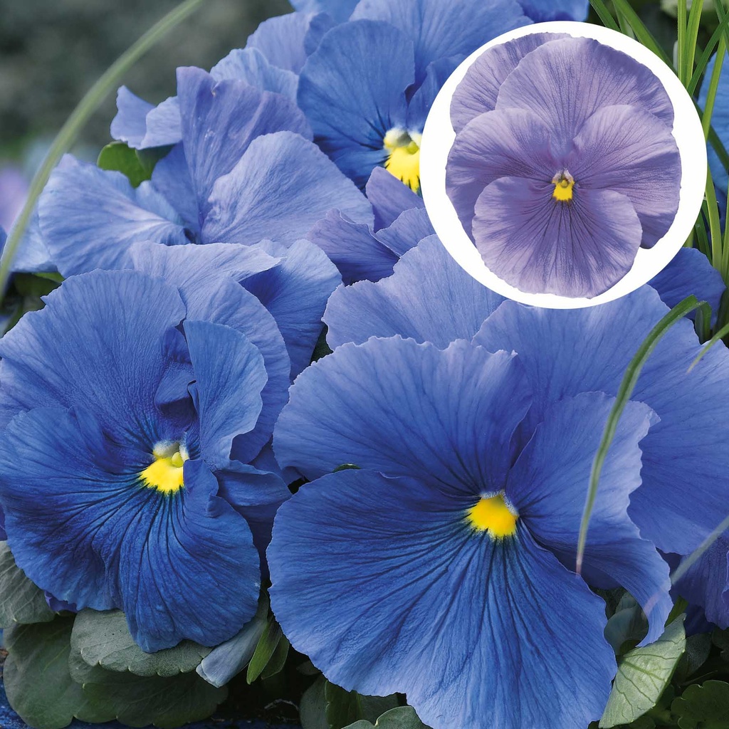 [667S949V] Viola P9 Grootbloemig Light blue