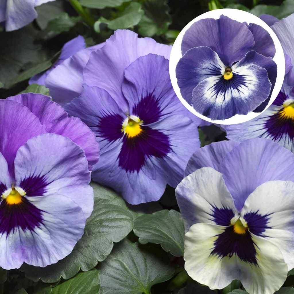 [667S1789V] Viola P9 Grootbloemig Marina