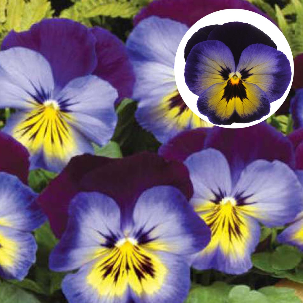 [667S950V] Viola P9 Grootbloemig Midnight glow