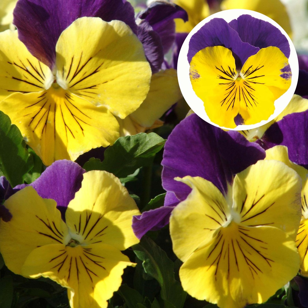 [667S1150V] Viola P9 Grootbloemig Morpheus