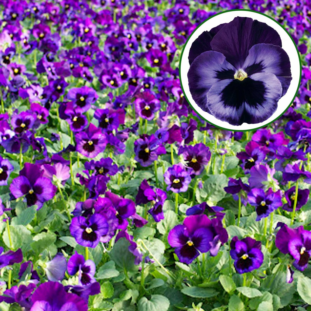 [667S951V] Viola P9 Grootbloemig Neon violet