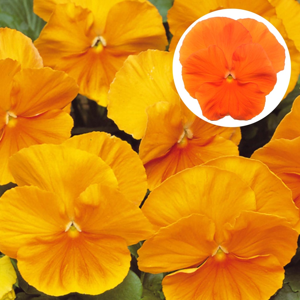 [667S2649V] Viola P9 Grootbloemig Orange deep