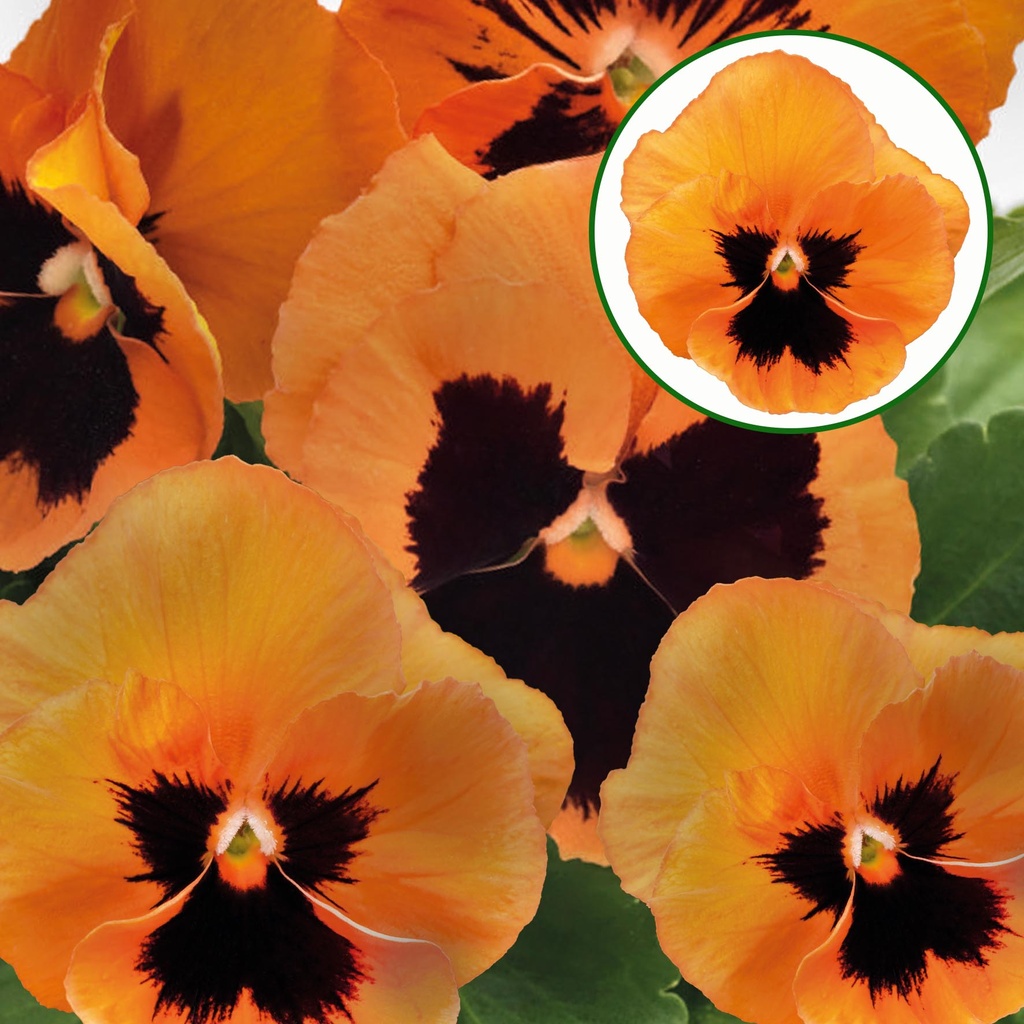 [667S2309V] Viola P9 Grootbloemig Orange with blotch