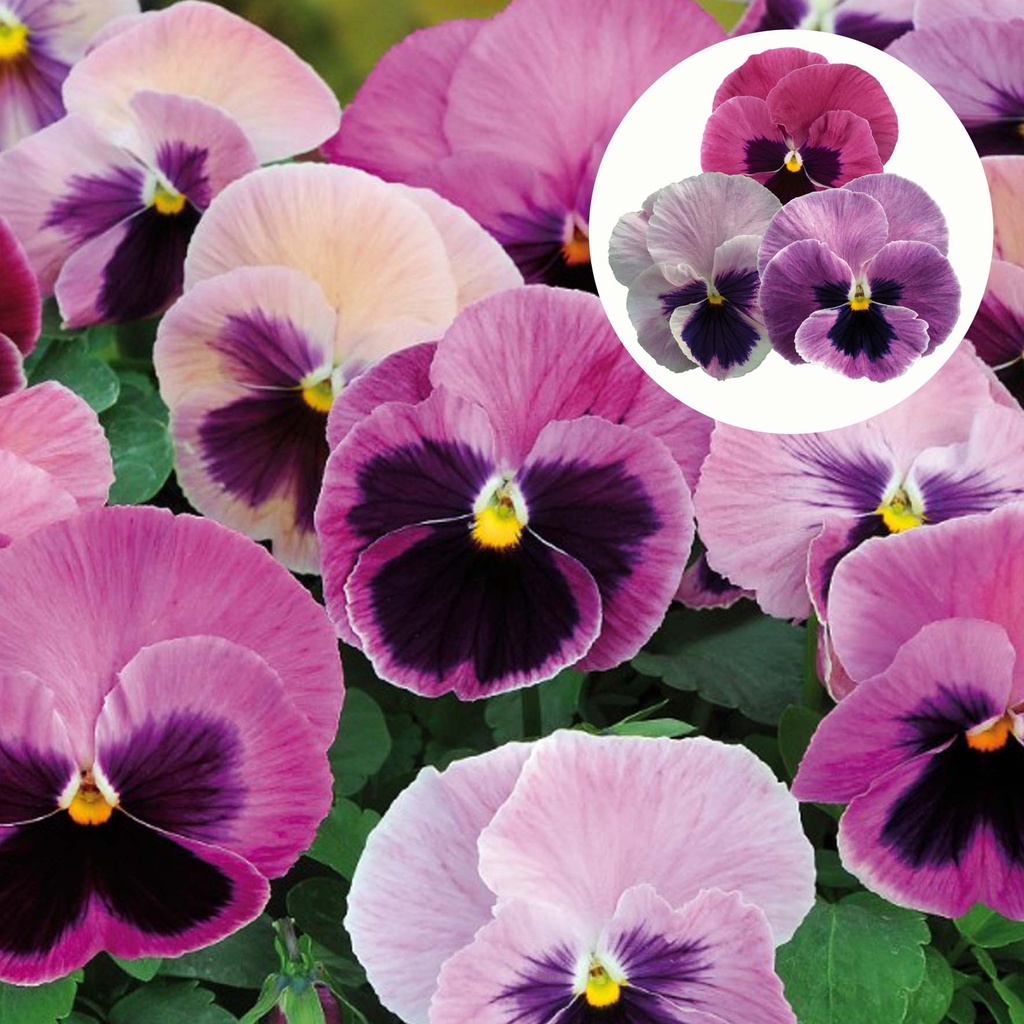 [667S2312V] Viola P9 Grootbloemig Pink blotch