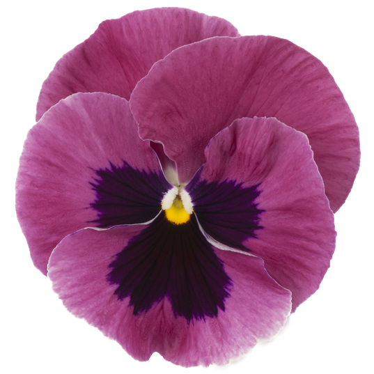 [667S2492V] Viola P9 Grootbloemig Pink shades impr.