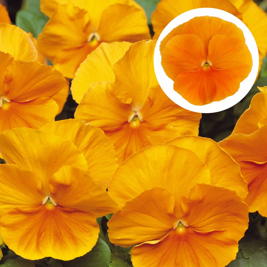[667S2909V] Viola P9 Grootbloemig Pure orange