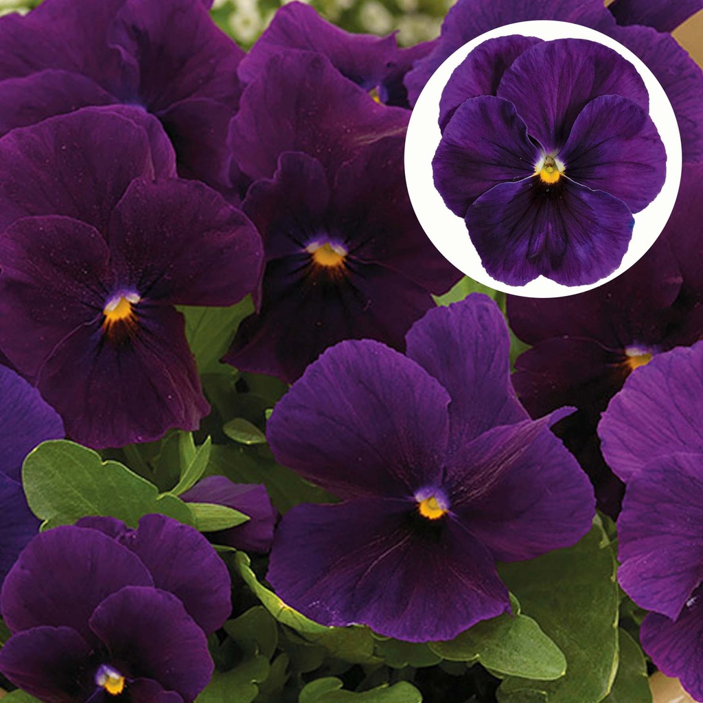 [667S1792V] Viola P9 Grootbloemig Purple