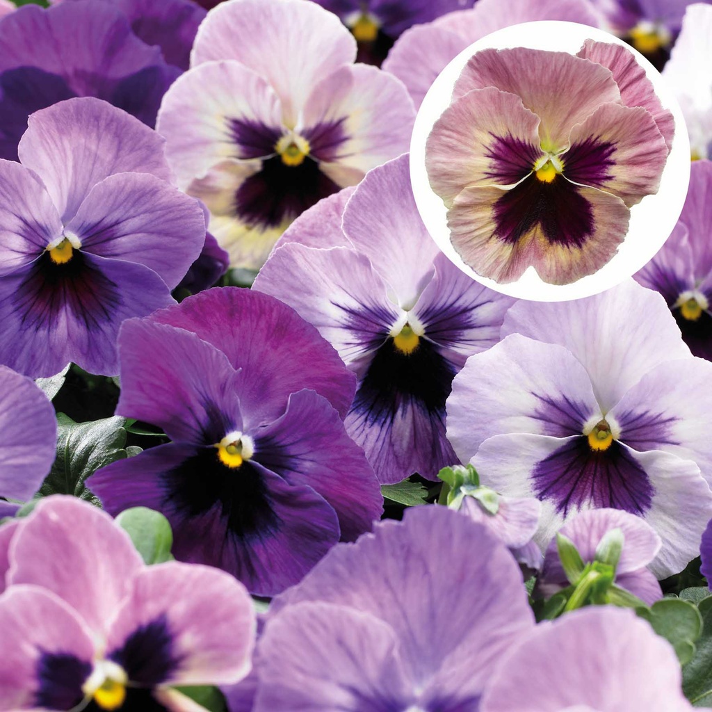 [667S956V] Viola P9 Grootbloemig Purple suprise