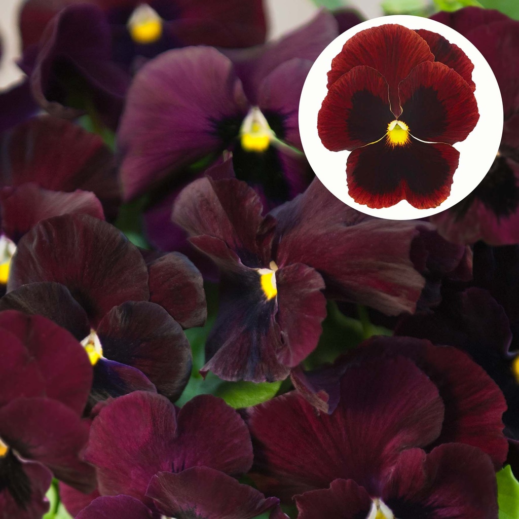 [667S957V] Viola P9 Grootbloemig Red blotch