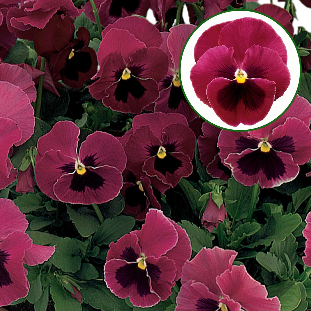 [667S2911V] Viola P9 Grootbloemig Rose with blotch