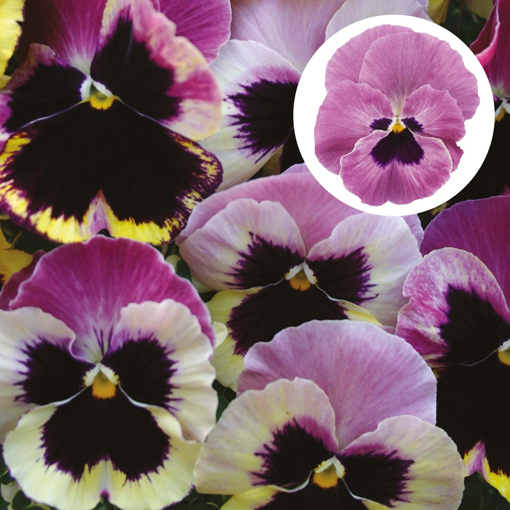 [667S1628V] Viola P9 Grootbloemig Rosy Sunset