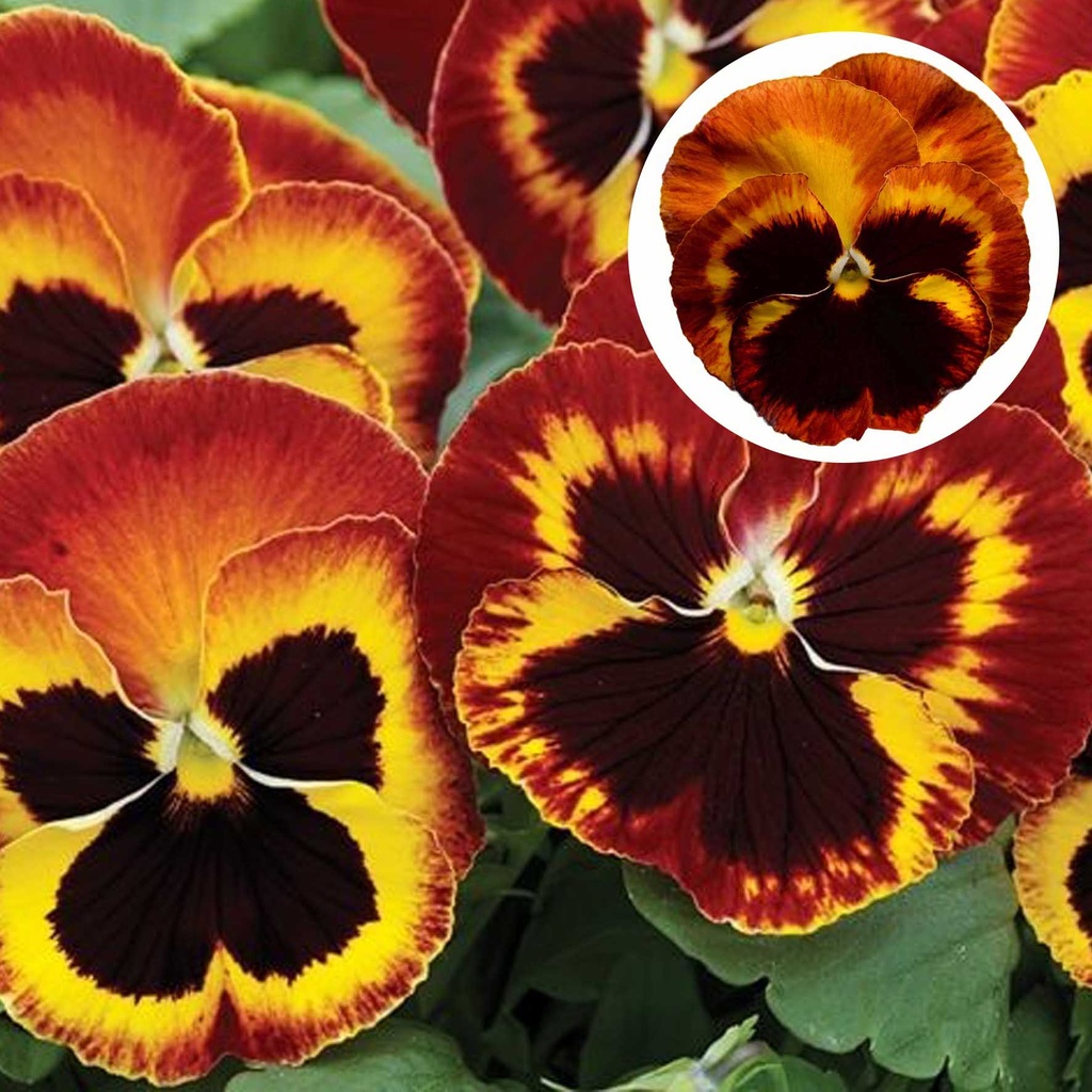 [667S1803V] Viola P9 Grootbloemig Solar flare