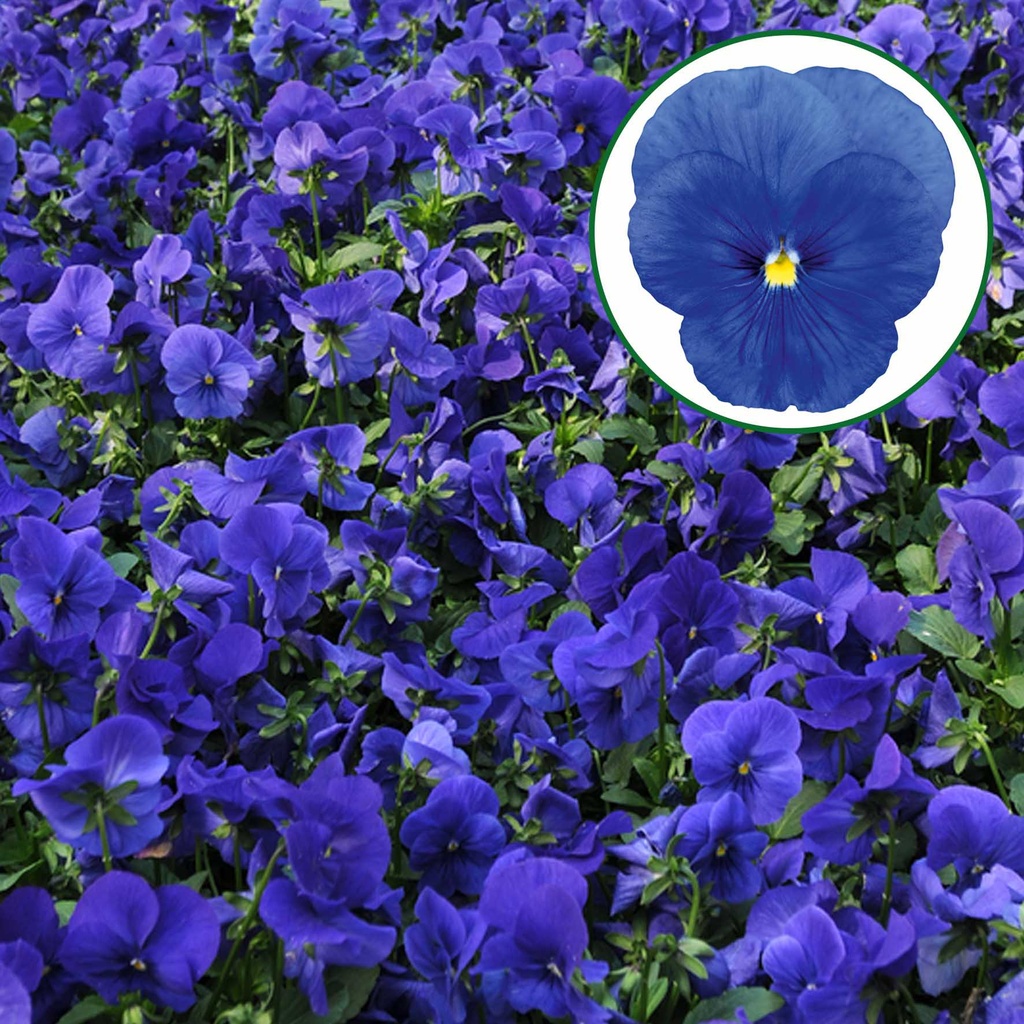 [667S1912V] Viola P9 Grootbloemig True blue