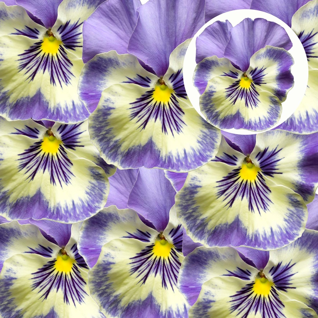[667S2495V] Viola P9 Grootbloemig Vanilla Sky