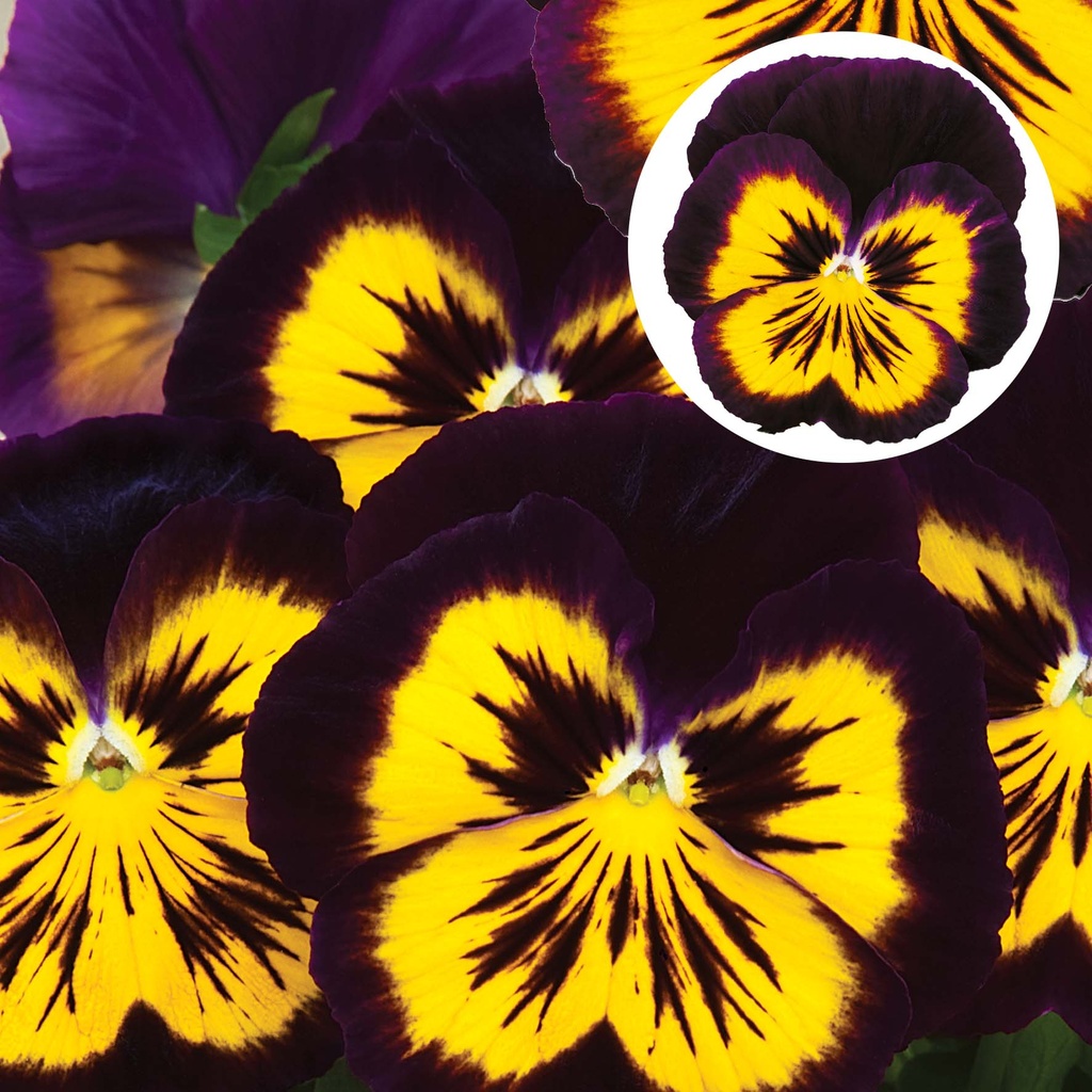 [667S2650V] Viola P9 Grootbloemig Violet & Yellow