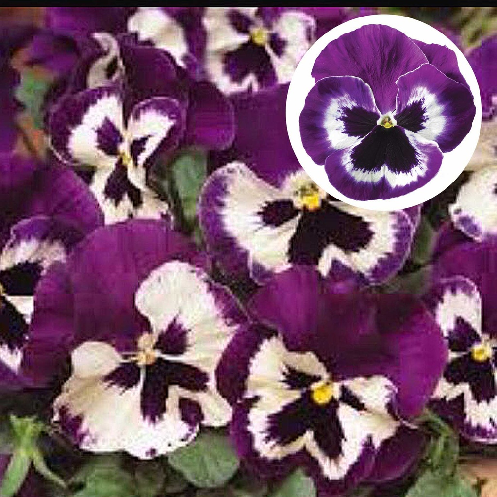 [667S959V] Viola P9 Grootbloemig Violet & white
