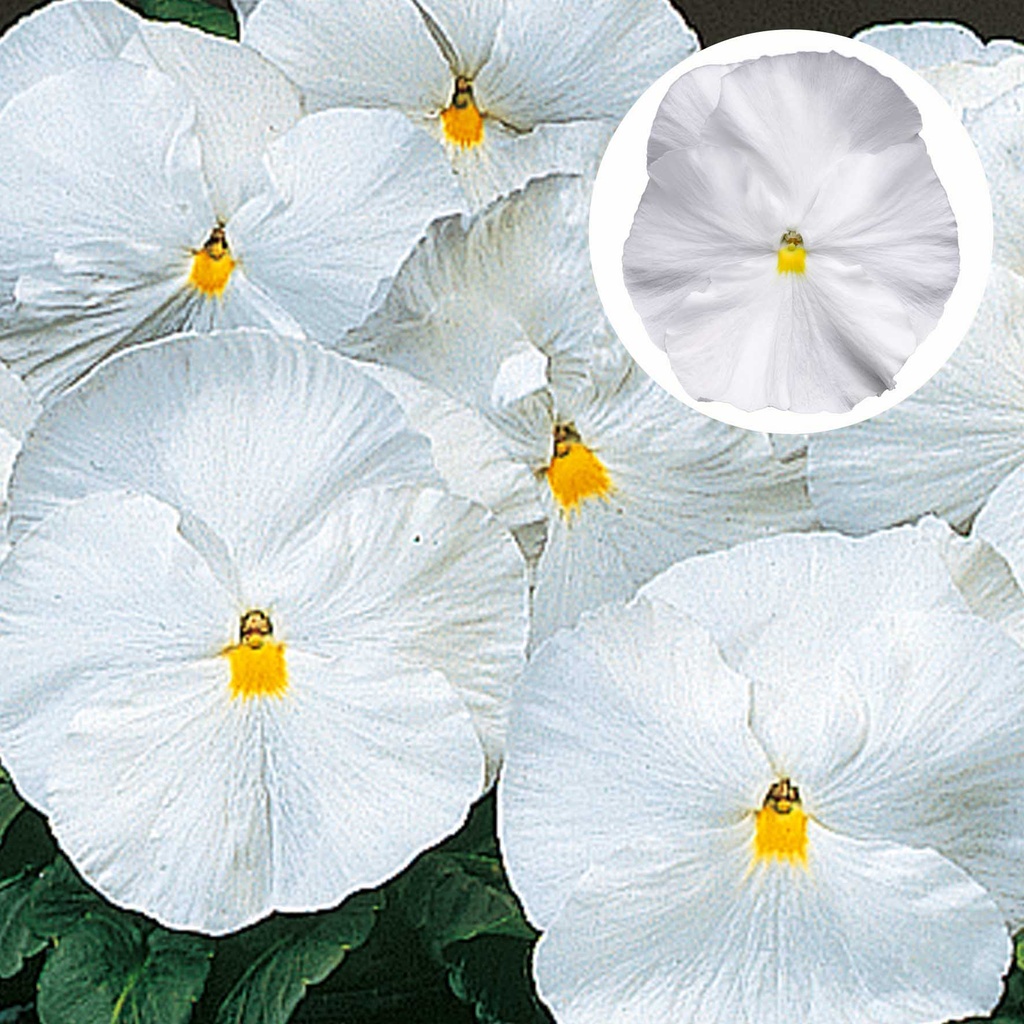 [667S960V] Viola P9 Grootbloemig White