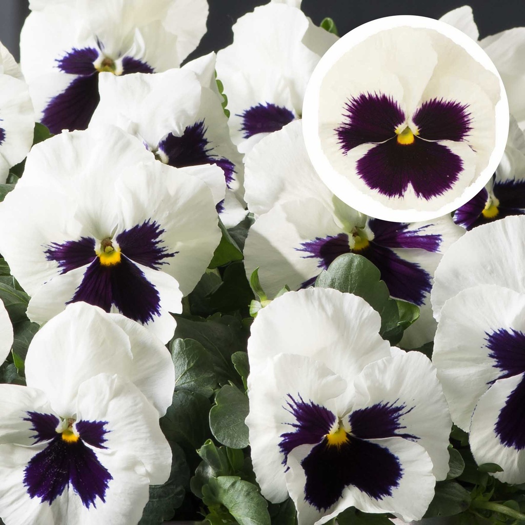 [667S961V] Viola P9 Grootbloemig White blotch