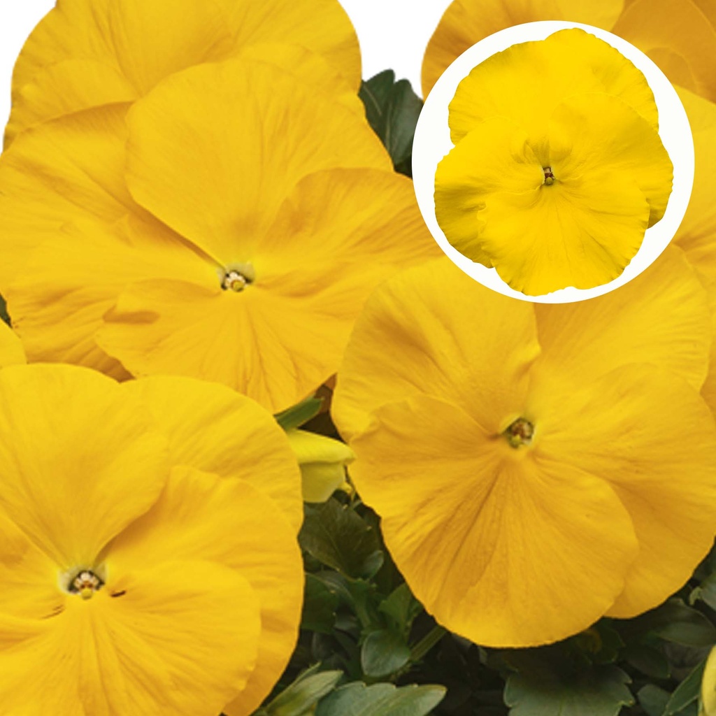 [667S962V] Viola P9 Grootbloemig Yellow