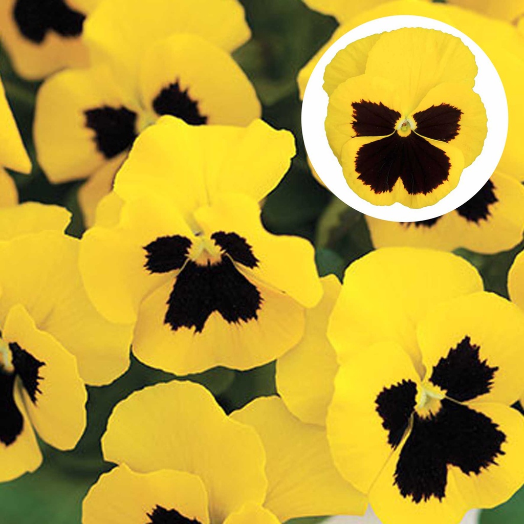 [667S963V] Viola P9 Grootbloemig Yellow  blotch
