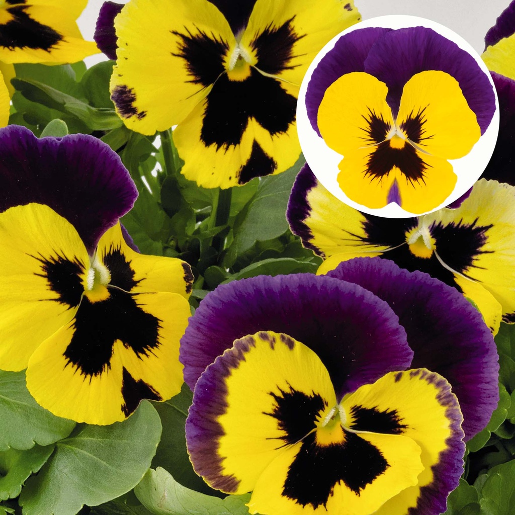 [667S1913V] Viola P9 Grootbloemig Yellow duet