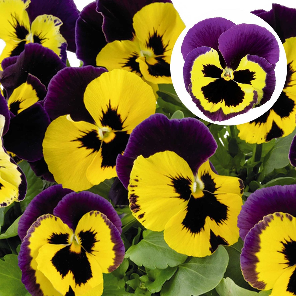 [667S964V] Viola P9 Grootbloemig Yellow with purple wing