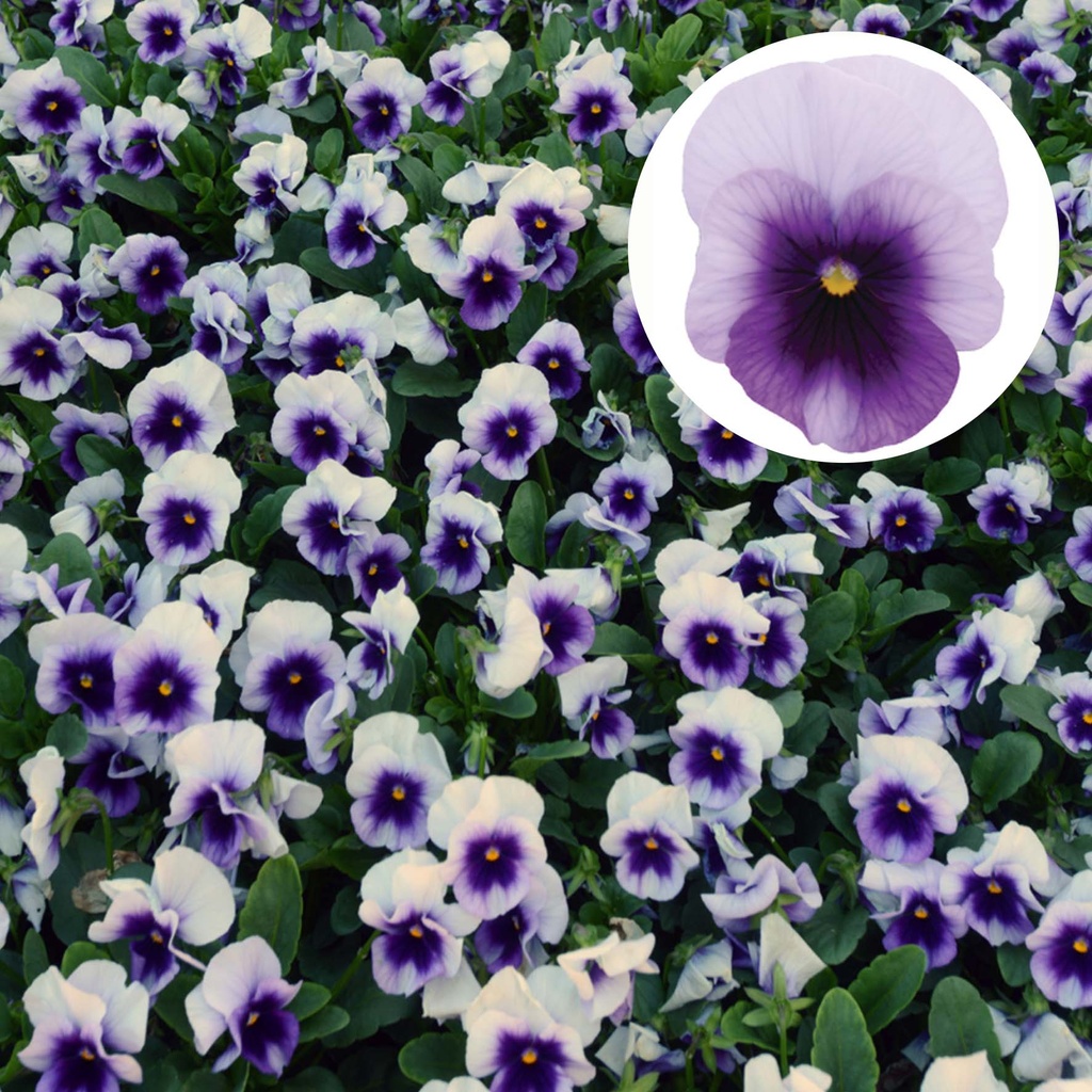 [668S1787V] Viola P9 kleinbloemig Beaconsfield