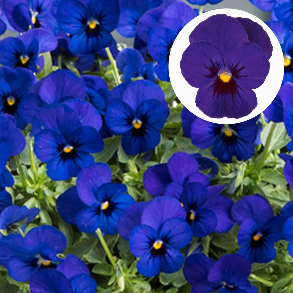[668S965V] Viola P9 kleinbloemig Bleu blotch