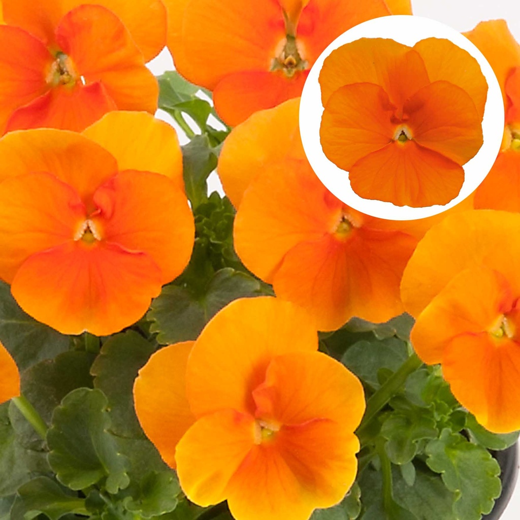 [668S972V] Viola P9 kleinbloemig Deep Orange