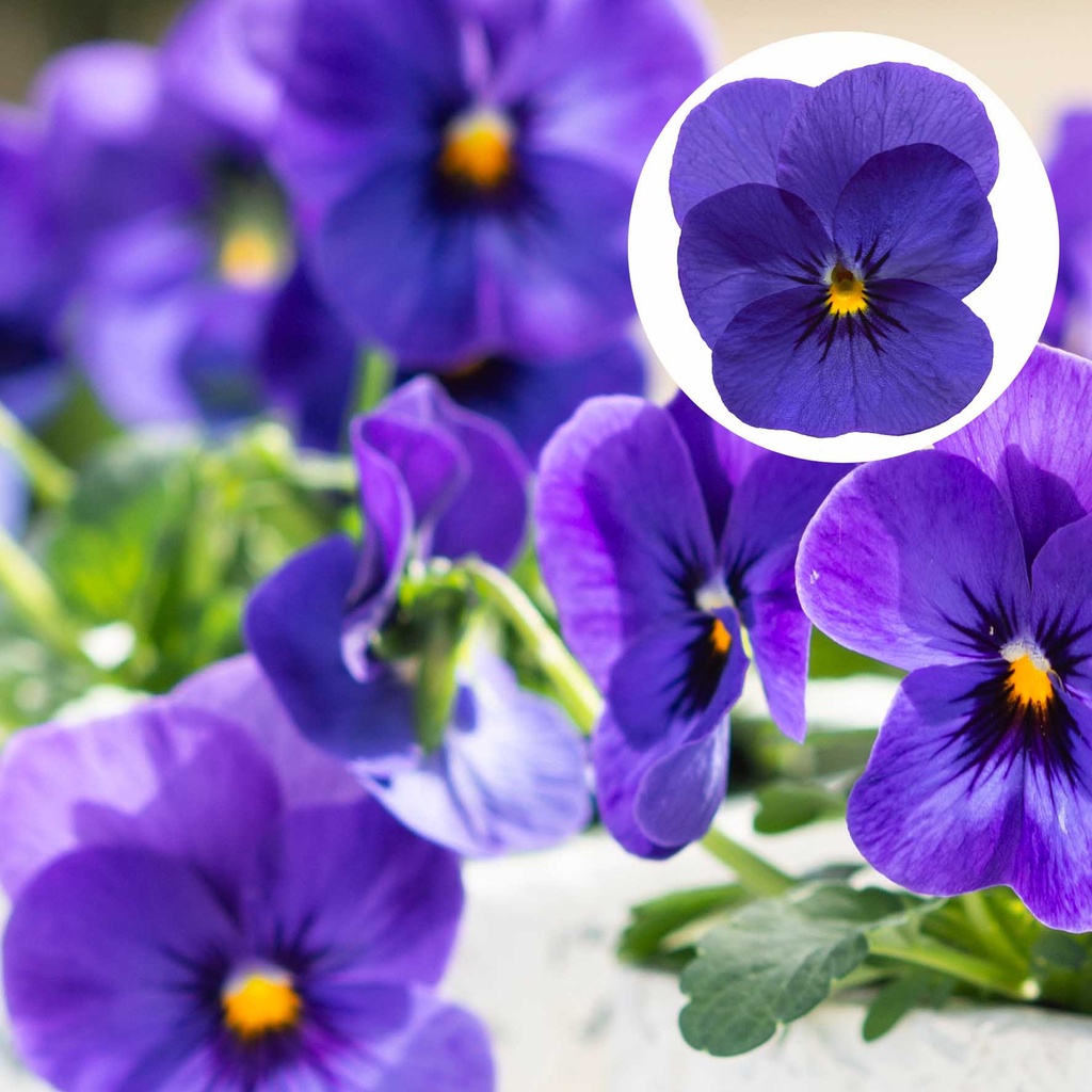 [668S967V] Viola P9 kleinbloemig Deep bleu