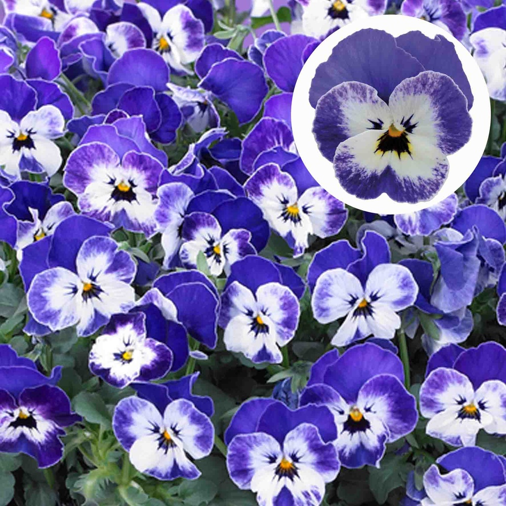 [668S968V] Viola P9 kleinbloemig Delft bleu