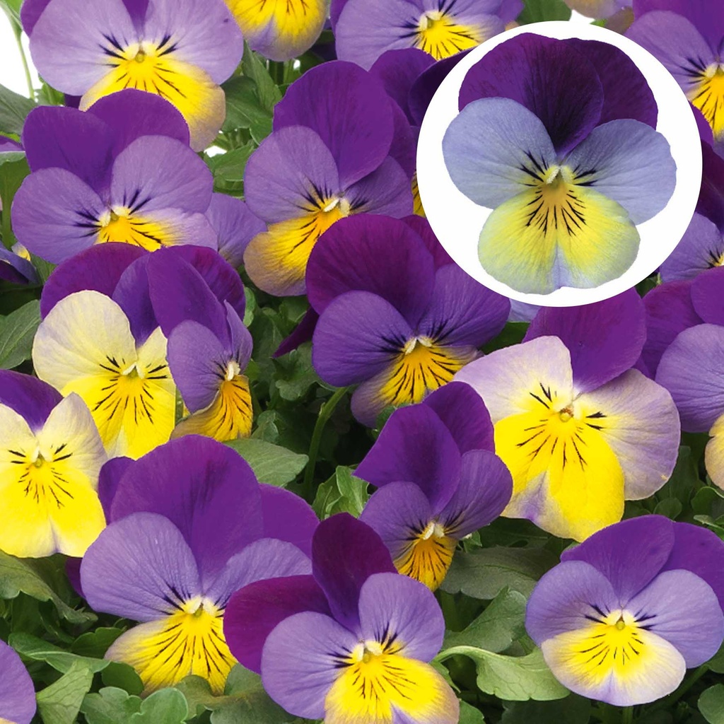 [668S1811V] Viola P9 kleinbloemig Deltini Bleu purple wing
