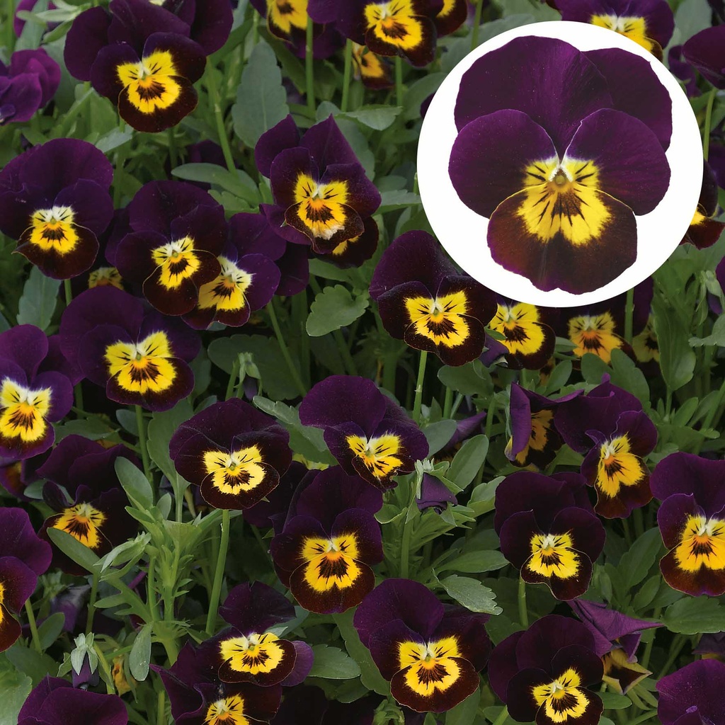 [668S1814V] Viola P9 kleinbloemig Deltini Purple with golden center