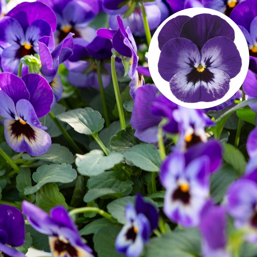 [668S1817V] Viola P9 kleinbloemig Deltini Violet bleu