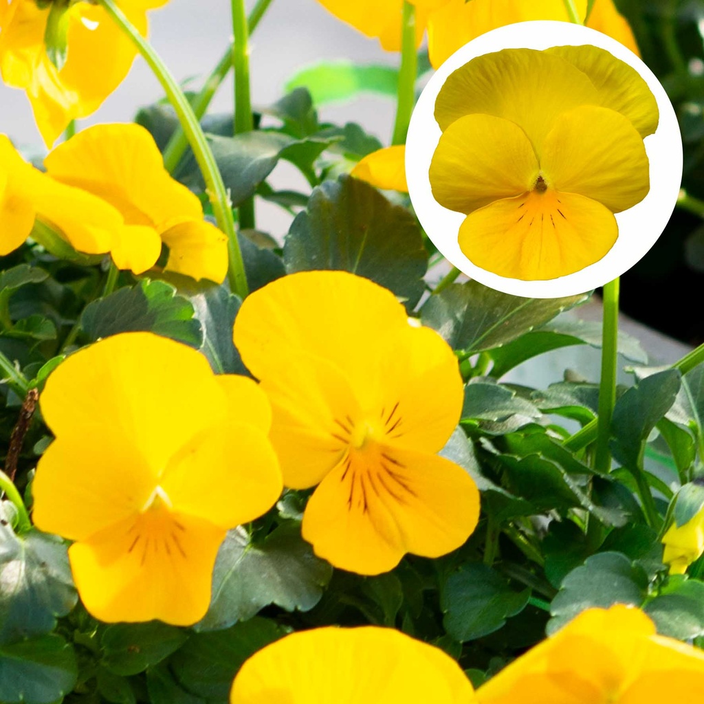 [668S1818V] Viola P9 kleinbloemig Deltini Yellow
