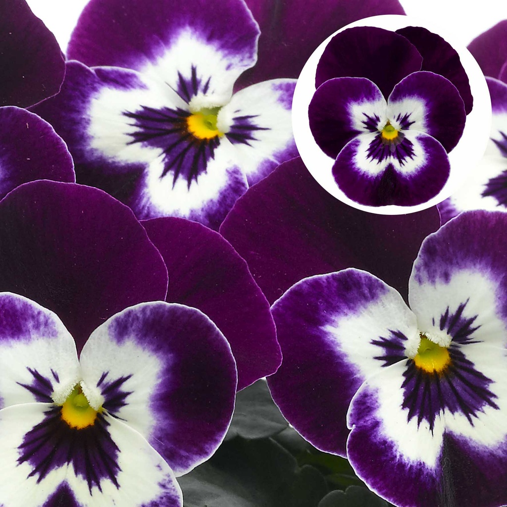 [668S2136V] Viola P9 kleinbloemig Deltini violet face
