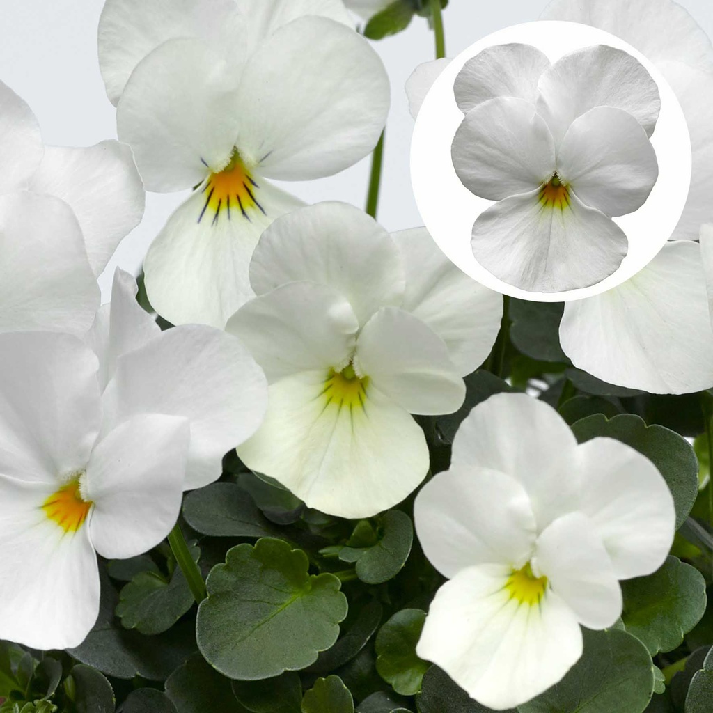 [668S1816V] Viola P9 kleinbloemig Deltini white