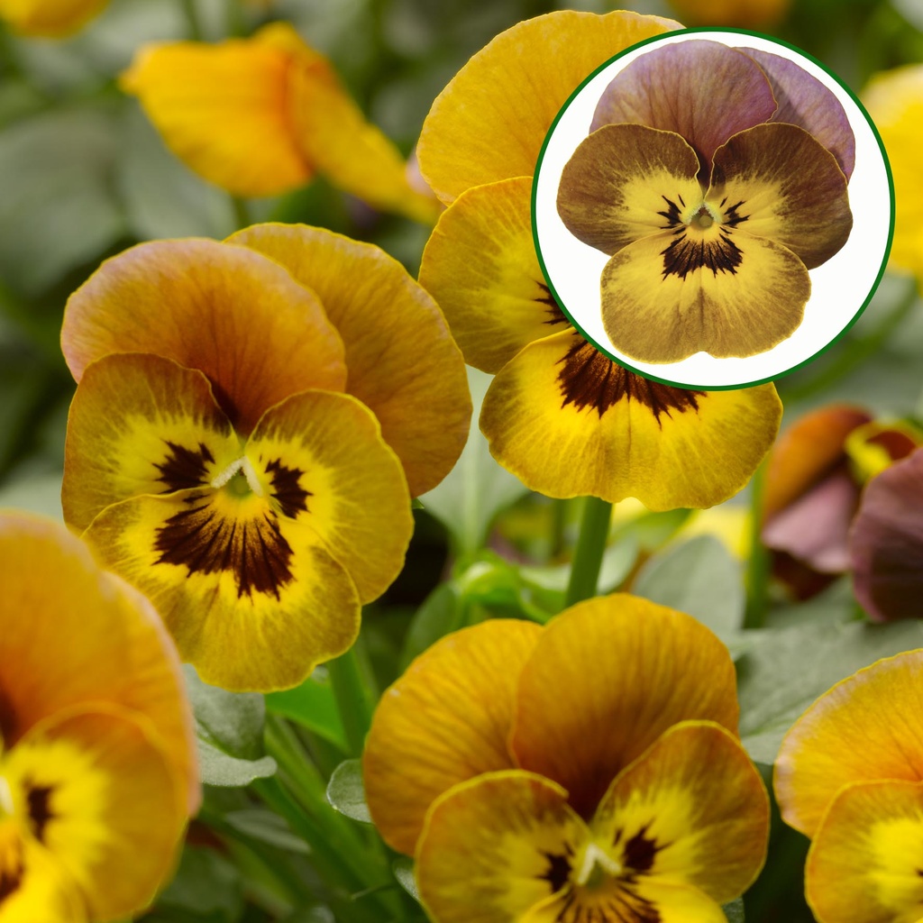 [668S1935V] Viola P9 kleinbloemig Deltinii Honeybee