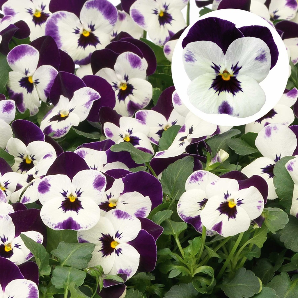 [668S1813V] Viola P9 kleinbloemig Detlini Cuty