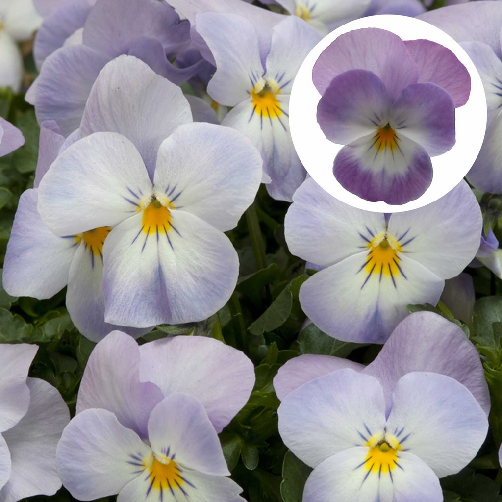 [668S1807V] Viola P9 kleinbloemig Lavender Pink