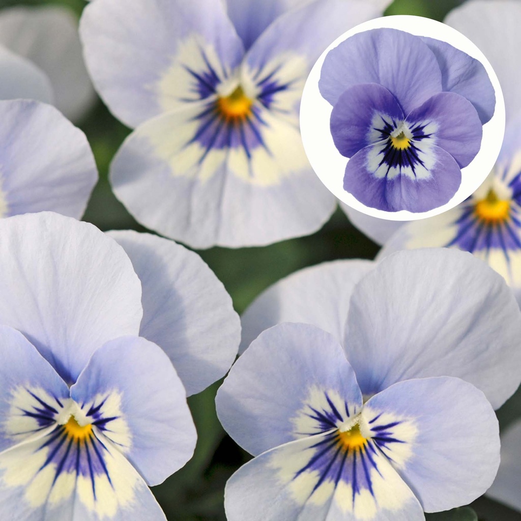 [668S970V] Viola P9 kleinbloemig Marina