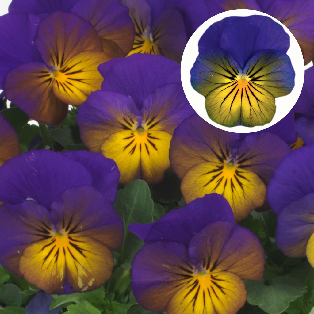 [668S1651V] Viola P9 kleinbloemig Morpho