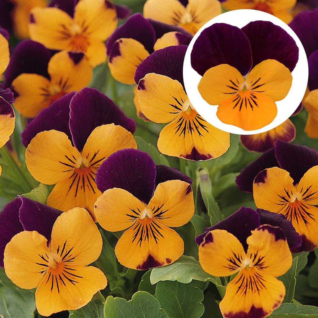 [668S1168V] Viola P9 kleinbloemig Orange purple jump up
