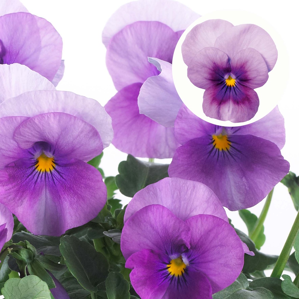 [668S974V] Viola P9 kleinbloemig Orchid