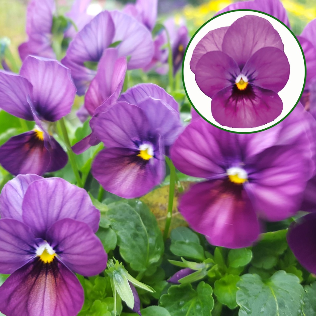 [668S2907V] Viola P9 kleinbloemig Plum antique