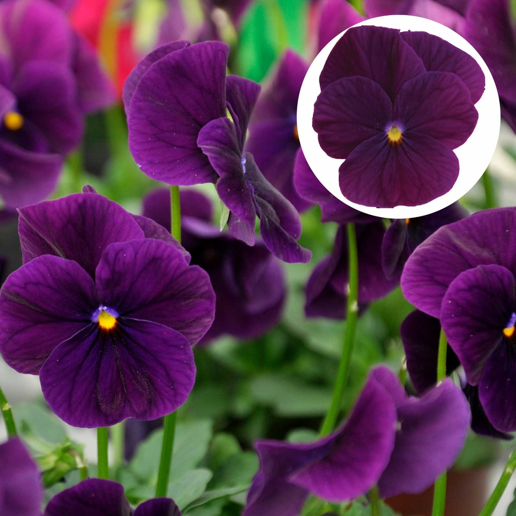 [668S2334V] Viola P9 kleinbloemig Purple