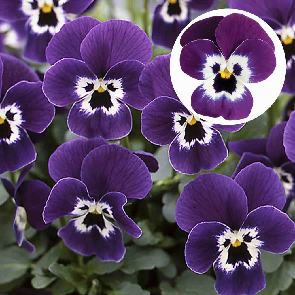 [668S1785V] Viola P9 kleinbloemig Purple face